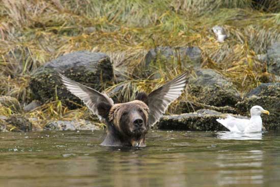 Bộ ảnh những khoảnh khắc đáng yêu của động vật hoang dã