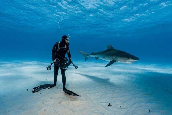 Ấn tượng với 15 bức ảnh chụp dưới nước đẹp nhất năm