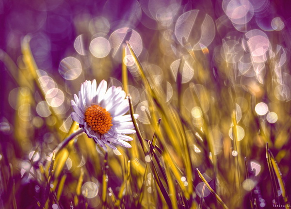 Mê ly với bộ ảnh Bokeh
