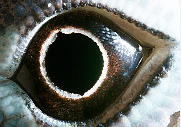 Ngắm bộ ảnh cận cảnh mắt động vật tuyệt đẹp