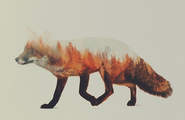 Thích thú với tuyệt phẩm phơi sáng kép về động vật hoang dã và rừng xanh