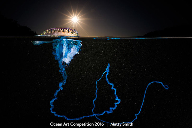 13 bức ảnh ấn tượng nhất cuộc thi Ocean Art Photography