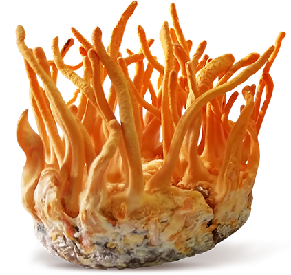 ong-trung-ha-thao-mang-lai-6-tac-dung