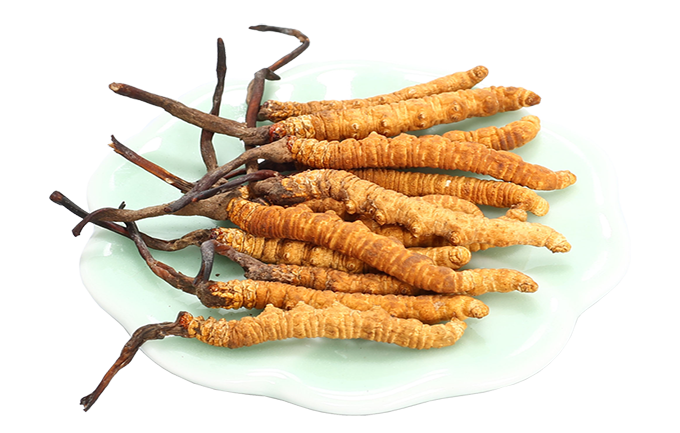 ong-trung-ha-thao-mang-lai-6-tac-dung