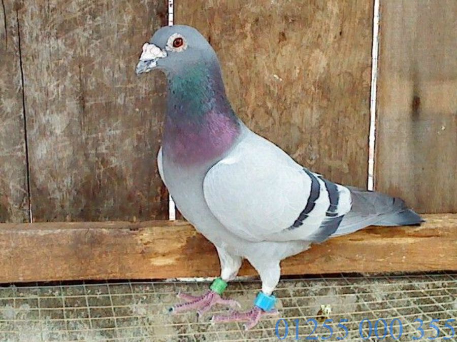 vòng đeo chân chim bồ câu.