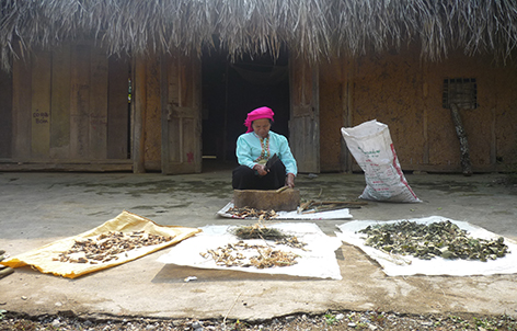 ĐA DẠNG TÀI NGUYÊN CÂY THUỐC TẠI VƯỜN QUỐC GIA XUÂN SƠN