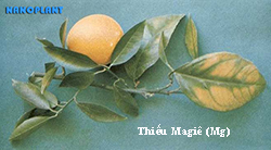 Nhận biết dấu hiệu thiếu-thừa dinh dưỡng Đa- Trung- Vi lượng trên cây Cam-Quýt và cách khắc phục