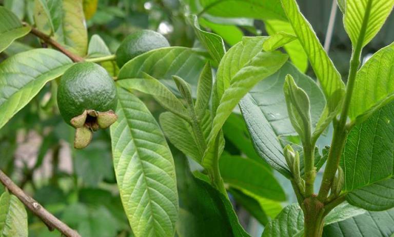 Cách trị rụng tóc bằng lá ổi