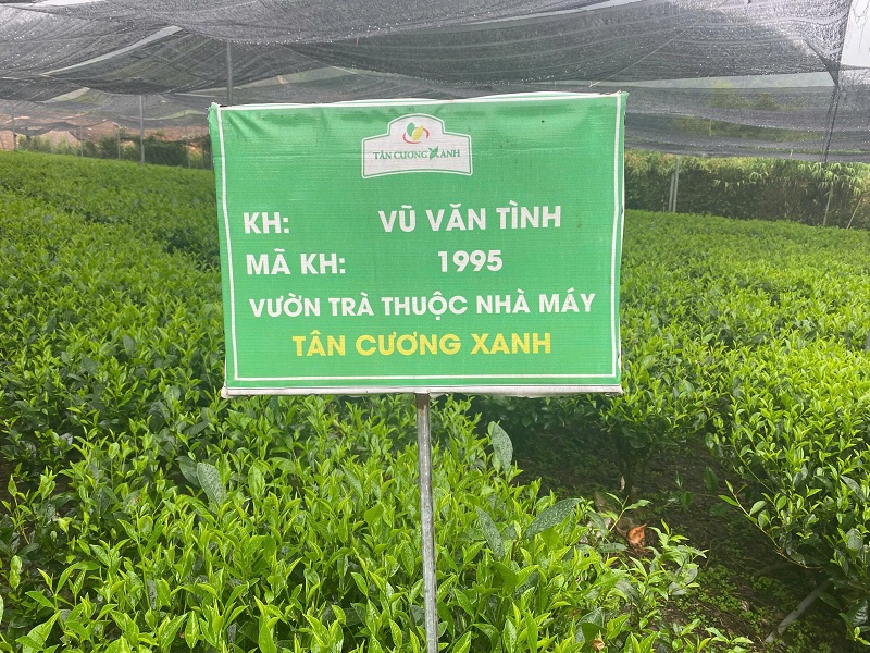Nhìn cánh trà đoán chất lượng: cách nhận biết trà Thái Nguyên ngon không cần pha