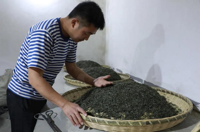 Nhận biết dấu hiệu trà bị hỏng trước khi pha một ấm trà mới