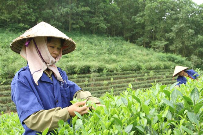 Mùa thu hoạch trà Thái Nguyên nào quyết định chất lượng trà cả năm