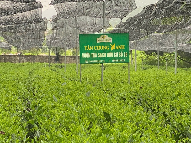 Hành trình từ búp trà tươi đến thành phẩm trà xanh Thái Nguyên