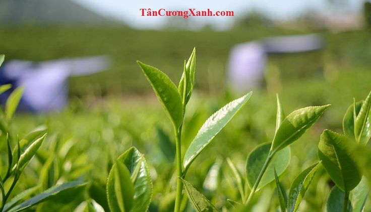 Tương lai của cây chè Ô Long trên đất Kon Plông