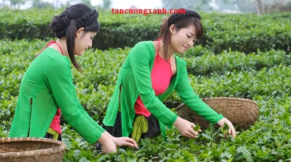 Uống trà xanh hằng ngày có đẹp da không