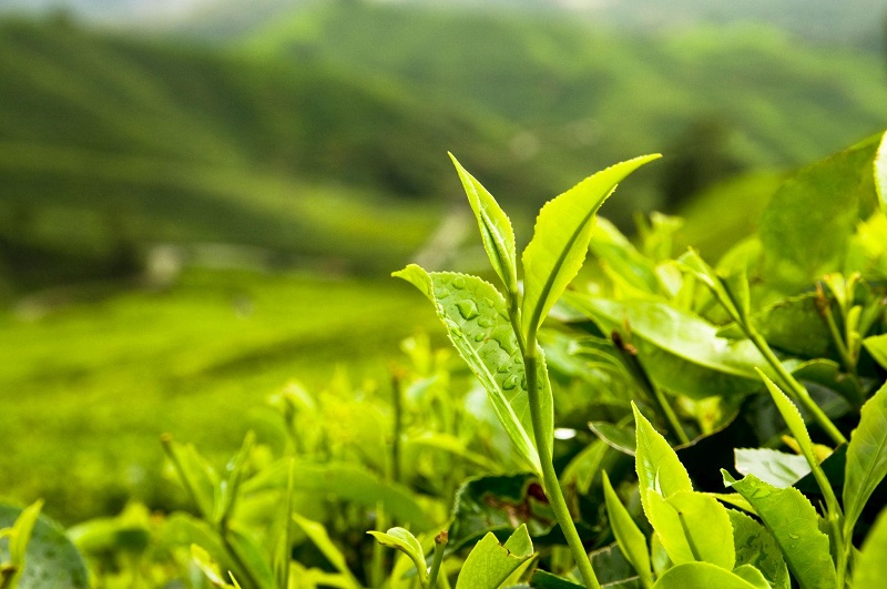 Vì sao trà ngon vẫn có vị chát? Sự thật về vị chát của trà