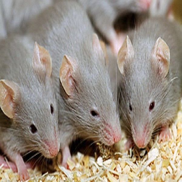 Diệt Chuột - Các loại chuột gây hại