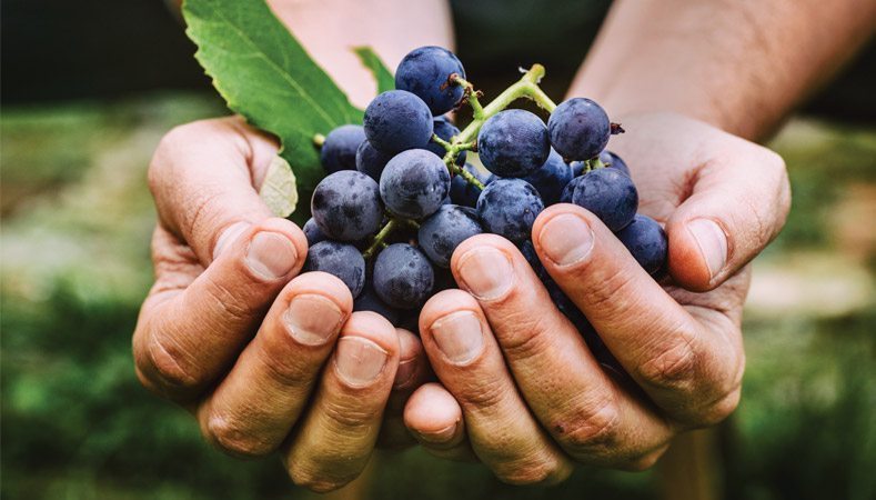 3 lý do bạn nên chọn Milberit Wine trong danh sách vang uống hằng ngày