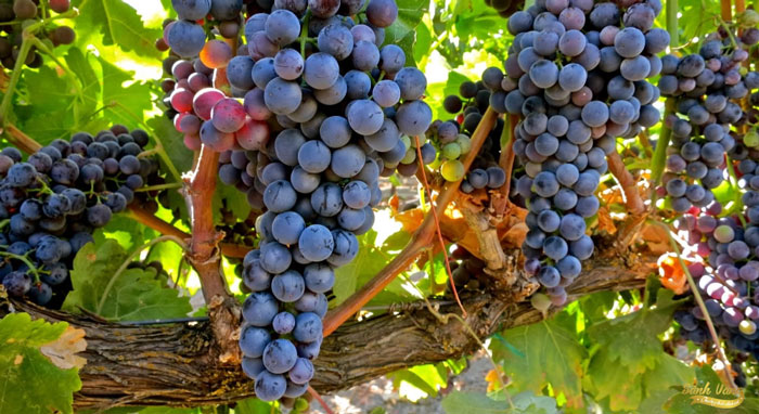Tìm hiểu giống nho Tempranillo ⋆ Sành Vang - Cửa Hàng Rượu Vang Nhập Khẩu