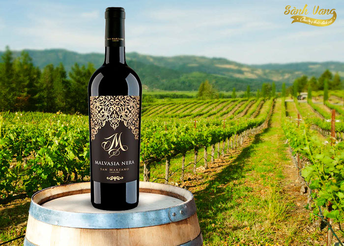 Giống nho Malvasia Nera và rượu vang làm từ nho Malvasia Nera