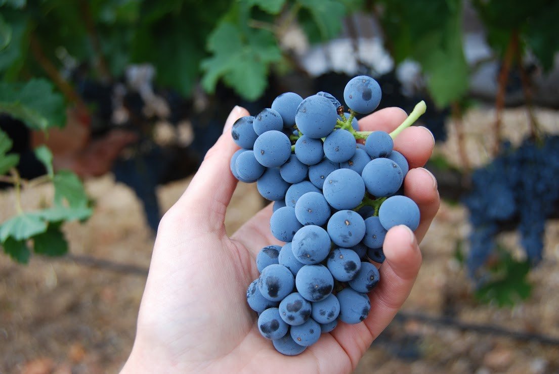 Những điểm nổi bật của giống nho Merlot