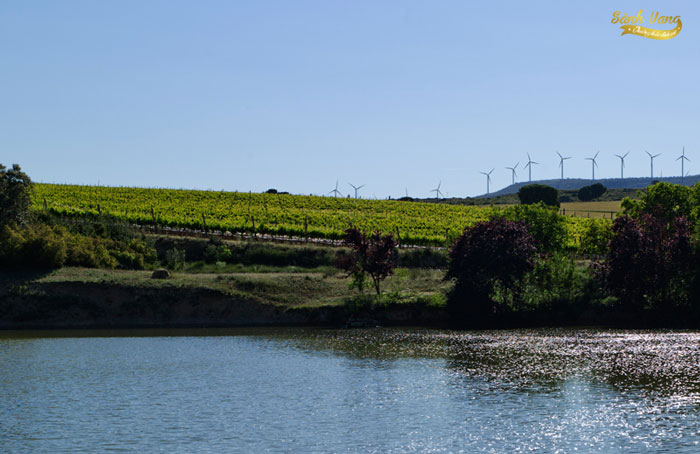 Nhà làm rượu Viñedos Balmoral – Best Winery Of Spain 2017