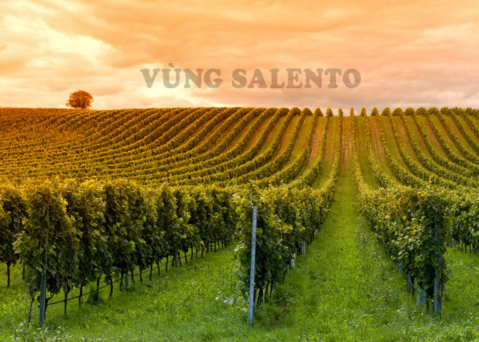 Những điểm nổi bật làm nên tên tuổi rượu vang vùng Salento Ý