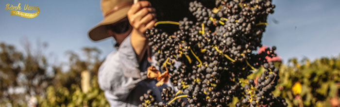 Tìm hiểu giống nho Syrah (Shiraz)