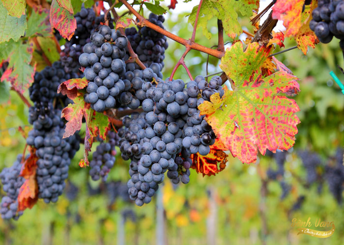 Tìm hiểu giống nho Syrah (Shiraz)