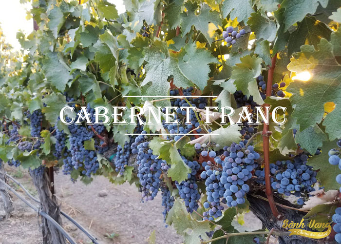 Tìm hiểu về giống nho Cabernet Franc