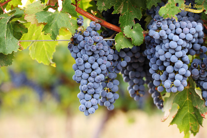 TÌM HIỂU VỀ GIỐNG NHO VUA CABERNET SAUVIGNON – Cửa Hàng Rượu Vang Nhập Khẩu Chính Hãng