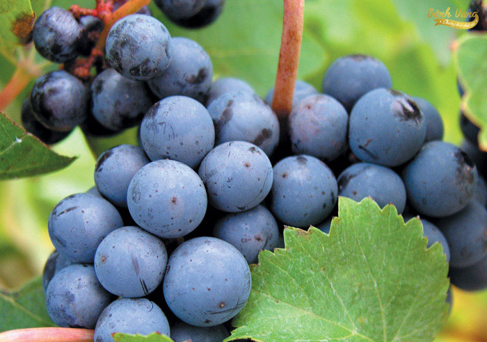 Tìm hiểu về giống nho Cabernet Sauvignon ⋆ Sành Vang - Cửa Hàng Rượu Vang Nhập Khẩu
