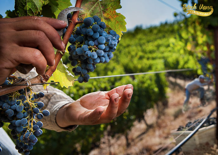 Tìm hiểu về quy trình sản xuất rượu nho và cách nhận biết