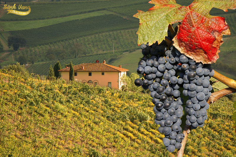 Tuscany - vùng làm ra nhiều rượu vang ngon hạng DOCG nhất nước Ý ⋆ Sành Vang - Cửa Hàng Rượu Vang Nhập Khẩu