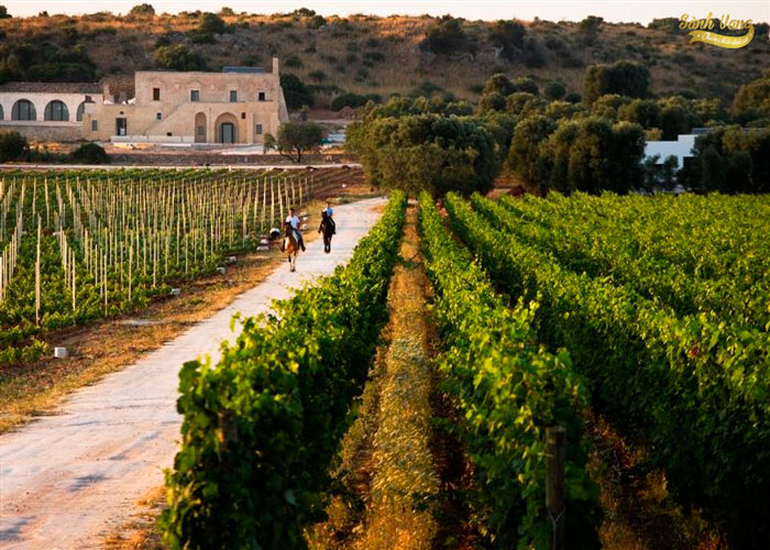 Tìm hiểu vùng Puglia – vùng đất lý tưởng nên đặt chân đến của Ý