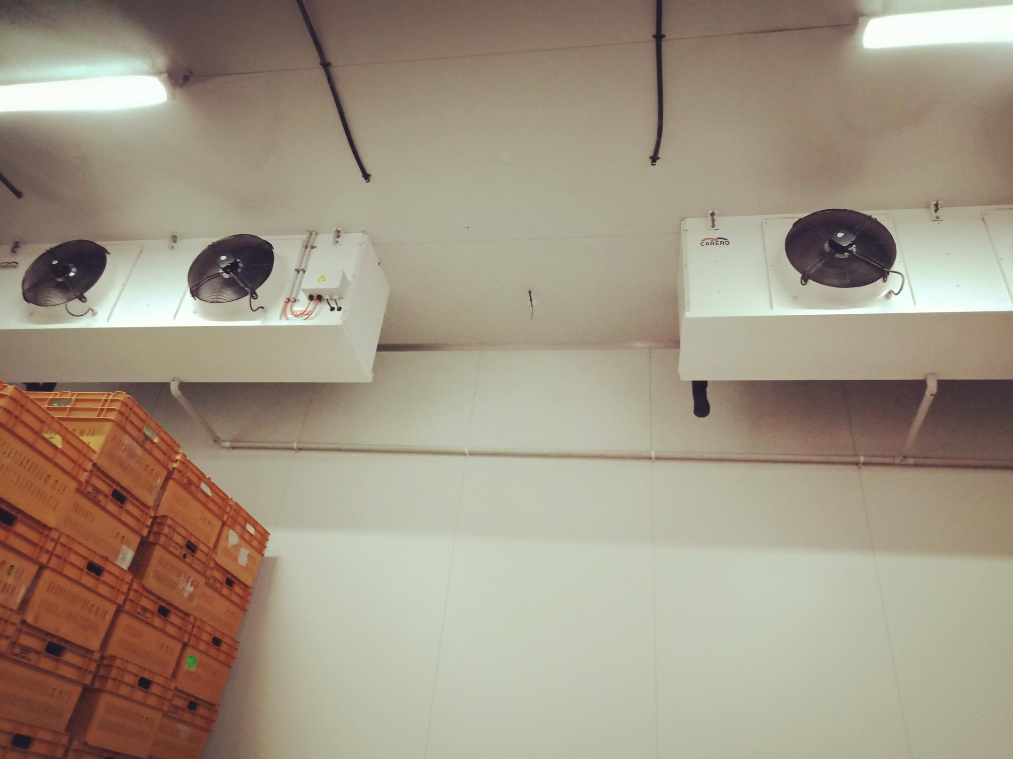 Cuộc chơi cùng rau diếp!