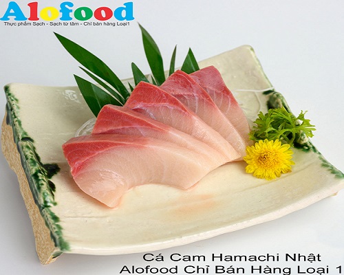 CÁ CAM HAMACHI VÀ NHỮNG ĐIỀU CÓ THỂ BẠN CHƯA BIẾT