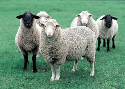 Những chú Cừu Úc trên thảm diễn thời trang - Alofood bán cừu ÚC cao cấp