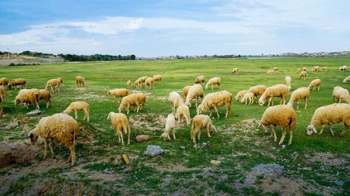 Cừu Đồng Hòa Ninh Thuận Việt Nam - Alofood cung cấp thịt Cừu Úc Cao Cấp