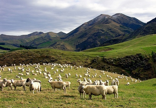 Những chú cừu trên Thảo Nguyên Mông Cổ