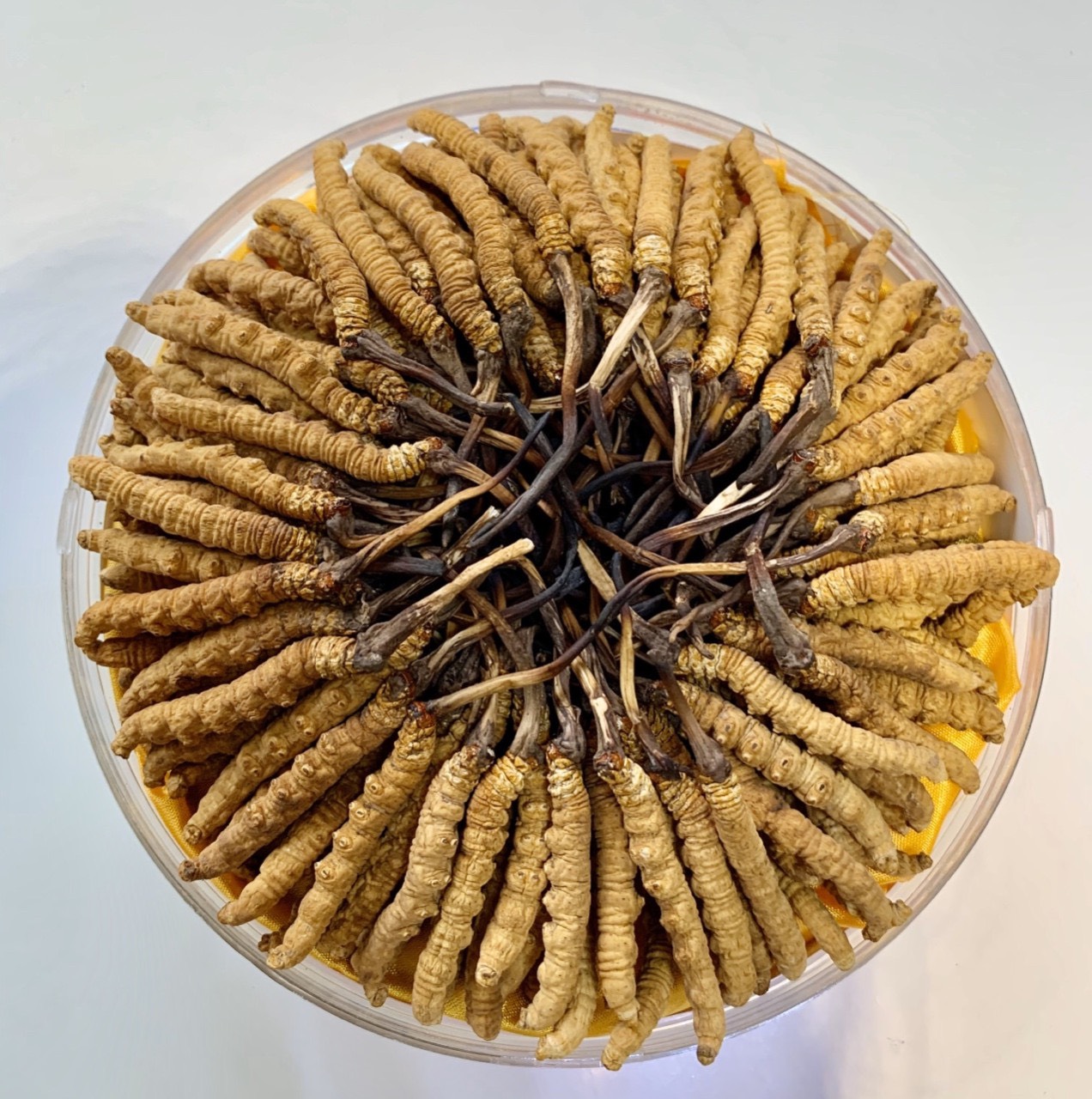 Đông Trùng Hạ Thảo Nguyên Con Tây Tạng tươi. Size 0.6| đông trùng hạ thảo| đông trùng hạ thảo có tác dụng gi| tác dụng của đông trùng| đông trùng hạ thảo