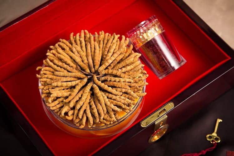 Đông Trùng Hạ Thảo Nguyên Con Tây Tạng tươi. Size 0.7