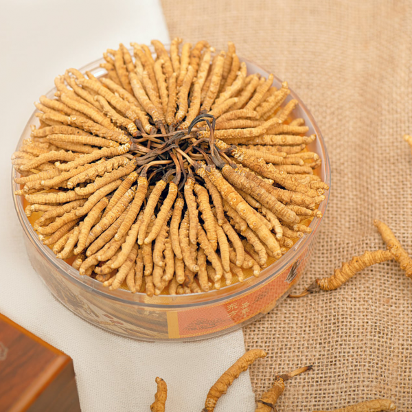 Đông Trùng Hạ Thảo Nguyên Con Tây Tạng tươi. Size 0.7| đông trùng hạ thảo| đông trùng hạ thảo có tác dụng gi| tác dụng của đông trùng| đông trùng hạ thảo