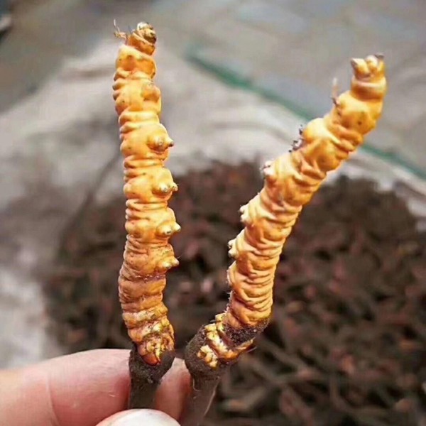 Đông Trùng Hạ Thảo Nguyên Con Tây Tạng size 45 ALOFOOD