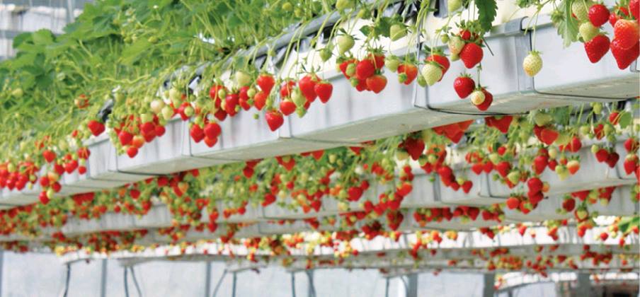 Đơn hàng nông nghiệp đi lại lần 2 cho nam - nữ