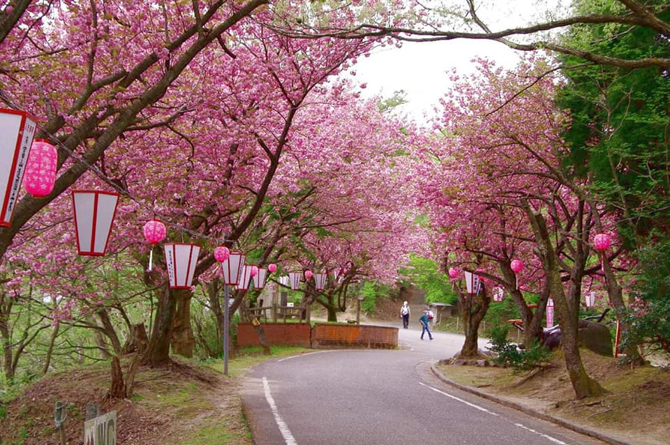 Văn hóa Nhật Bản