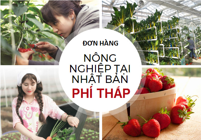 Đơn hàng nông nghiệp tại Nhật Bản