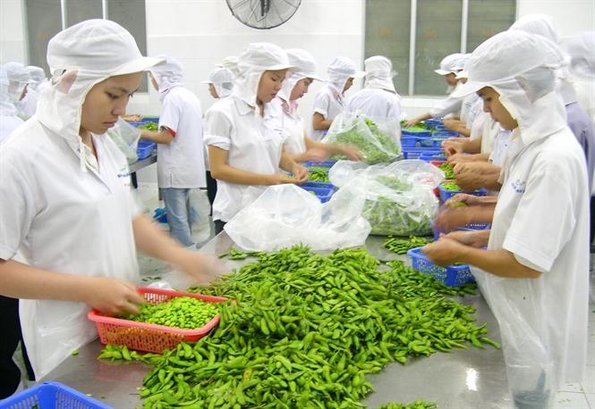 TUYỂN 6 NAM, 6 NỮ CHẾ BIẾN THỰC PHẨM TẠI KANAGAWA - NHẬT BẢN