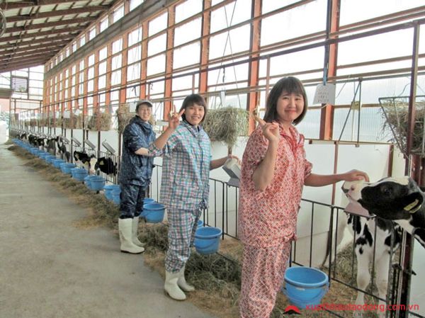 TUYỂN 18 NỮ CHĂN NUÔI BÒ SỮA LƯƠNG 16 - 18 MAN TẠI HOKKAIDO