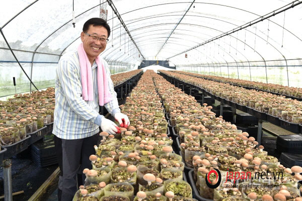 TUYỂN 12 NỮ NÔNG NGHIỆP - NẤM - NHẬT BẢN LƯƠNG CAO 44,3 TRIỆU TẠI NAGANO