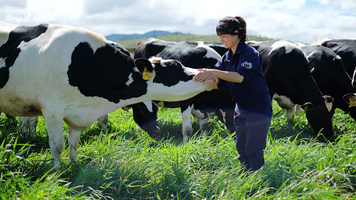 TOKUTEI: TUYỂN 4 NỮ CHĂN NUÔI BÒ TẠI NARA LƯƠNG 18,5 MAN